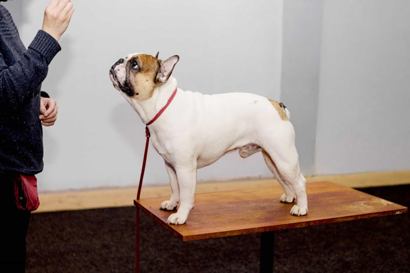 Place Before you get a dog, Walk around, Exercise, Education, Not human!, Consistency, Stimulator, Keep on going, The leash