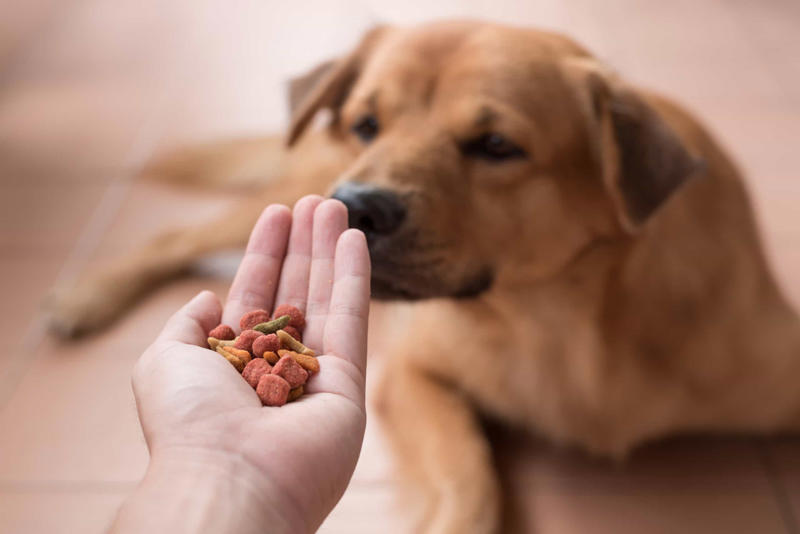 Smell Before you get a dog, Walk around, Exercise, Education, Not human!, Consistency, Stimulator, Keep on going, The leash