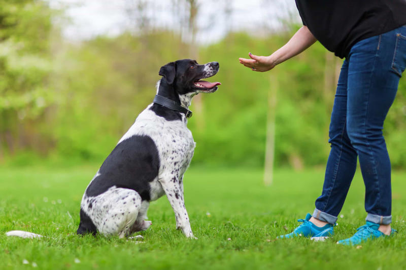 Train Before you get a dog, Walk around, Exercise, Education, Not human!, Consistency, Stimulator, Keep on going, The leash