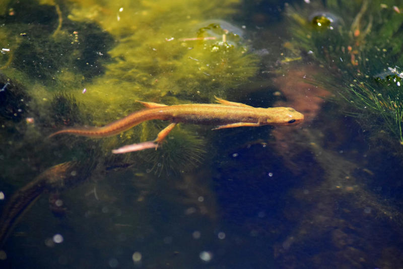A Canadian lake that points to the origin of life on Earth Understanding the origins of life on our planet, The ‘warm little pond’ theory, Darwin’s letter, A Canadian lake that points to the origin of life on Earth, Last Chance Lake in British Columbia, A look into how life began in our planet and others, Discovered through an unpublished master’s thesis, A molecule that’s present in all life forms, The highest levels of concentrated phosphate ever recorded, Chemicals influenced by volcanic rock, An example of lakes where life may have originated, It’s probable that similar lakes existed 4 billion years ago, Another theory of the origin of life, A contribution to the search for alien life, Same type of rock formation is found in Mars