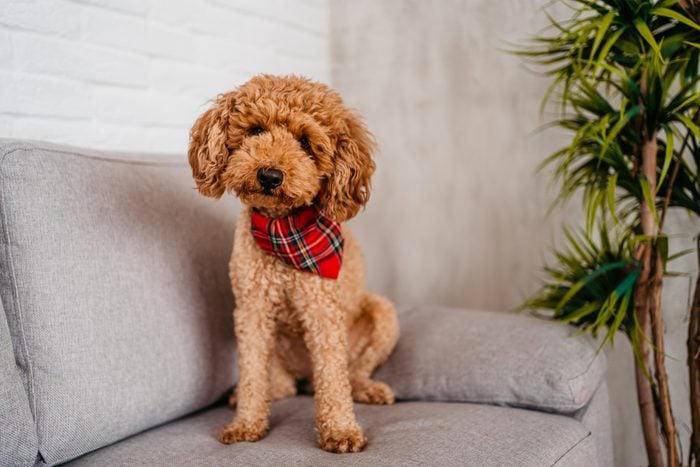 1. French bulldog, 2. Labrador retriever, 3. Golden retriever, 4. German shepherd, 5. Poodle, 6. Bulldog, 7. Rottweiler, 8. Beagle, 9. Dachshund, 10. German shorthaired pointer