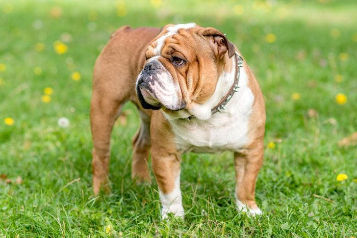 1. French bulldog, 2. Labrador retriever, 3. Golden retriever, 4. German shepherd, 5. Poodle, 6. Bulldog, 7. Rottweiler, 8. Beagle, 9. Dachshund, 10. German shorthaired pointer