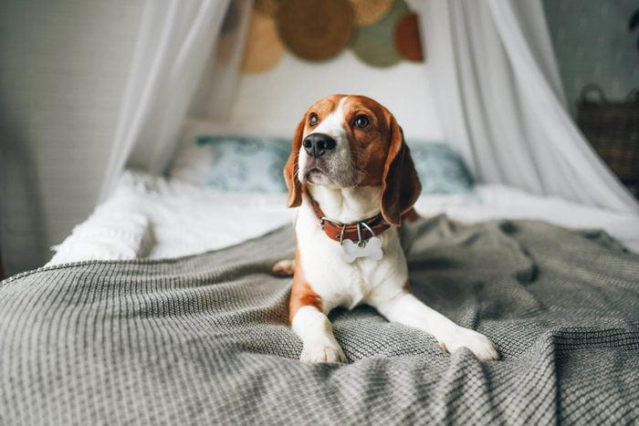 1. French bulldog, 2. Labrador retriever, 3. Golden retriever, 4. German shepherd, 5. Poodle, 6. Bulldog, 7. Rottweiler, 8. Beagle, 9. Dachshund, 10. German shorthaired pointer