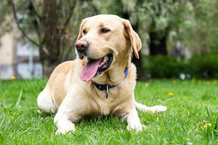 1. French bulldog, 2. Labrador retriever, 3. Golden retriever, 4. German shepherd, 5. Poodle, 6. Bulldog, 7. Rottweiler, 8. Beagle, 9. Dachshund, 10. German shorthaired pointer
