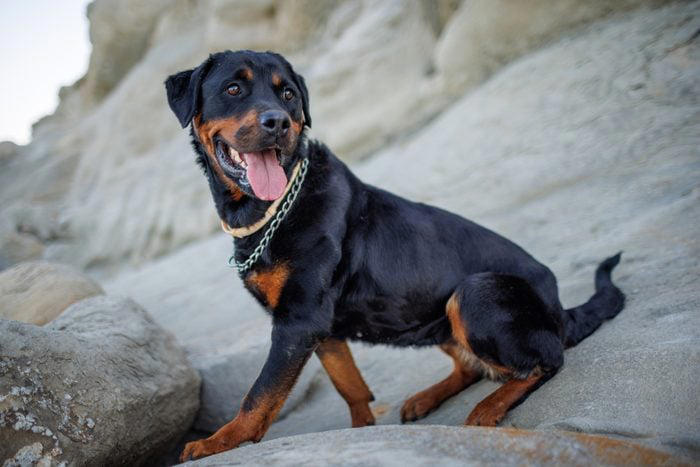 1. French bulldog, 2. Labrador retriever, 3. Golden retriever, 4. German shepherd, 5. Poodle, 6. Bulldog, 7. Rottweiler, 8. Beagle, 9. Dachshund, 10. German shorthaired pointer