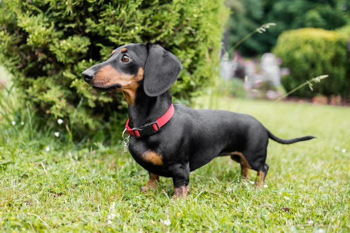 1. French bulldog, 2. Labrador retriever, 3. Golden retriever, 4. German shepherd, 5. Poodle, 6. Bulldog, 7. Rottweiler, 8. Beagle, 9. Dachshund, 10. German shorthaired pointer