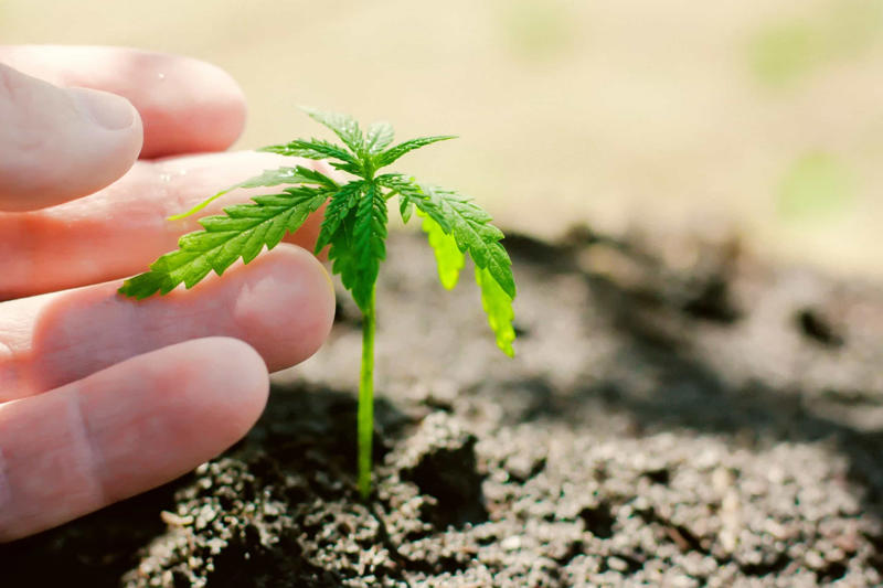 Soil preparation Crop and soil monitoring, Spotting disease, Monitoring cattle, Accurate spraying, Automatic weeding, Aerial surveillance, Sorting crops, Overall potential, Exacerbate ownership concentration