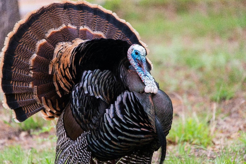 1. Kingsnakes, 2. Eagles, 4. Hawks, 5. Turkeys, 6. Roadrunners, 7. Coyotes