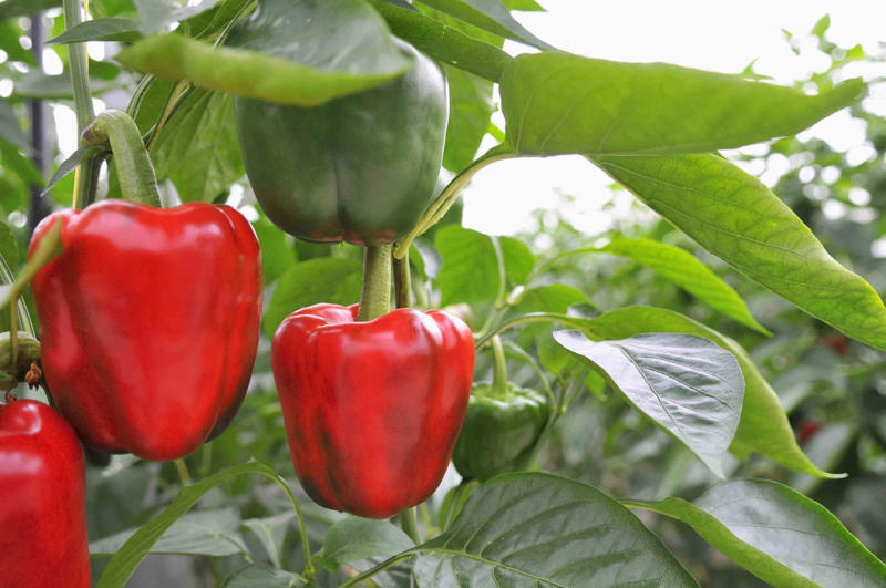 How Companion Plants Work, Serving as Trap Crops, Deterring Pests, Attracting Beneficial Insects, Improving The Soil, What Not To Plant With Peppers