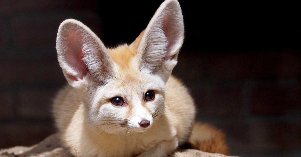 1. Sugar Gliders Are Tiny and Fluffy, 2. Don’t Let Axolotls Fool You, 3. Fennec Foxes Are The Big-Eared Cuties You’ve Been Waiting For, 4. Capybaras Are the World’s Largest Rodents, 5. Kinkajous Are the Cutest Rainforest Mammals, 6. Savannah Cats Can Be Both Wild And Domestic, 7. Macaws Are Beautiful Exotic Birds, 8. Wallabies Are Like Mini Kangaroos, 9. Tarantulas Are The Fuzzy Exotic Pet You Didn’t Know You Needed, 10. Servals Can Leap Like a Boss, 11. Hedgehogs Are Just Tiny Balls of Attitude, 12. Coatimundis: Curious Noses and Mischievous Minds, 13. Marmosets Have Big Energy, 14. Genets Are Always on the Move, 15. Green Tree Pythons Are Stunning Snakes, 16. Bengal Cats Have a Wild Look, 17. Slow Lorises Have Eyes That Will Draw You In