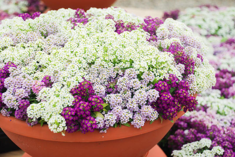13) Plant: Olive Tree, 19) Plant: Impatiens, 25) Idea: Recycled Rain Boot Planters, 27) Idea: Tiny Teapot Planter, 29) Plant: Petunias, 30) Idea: Spiller, Thriller, Filler, 31) Plant: Sweet Alyssum, 33) Plant: Canna Lily, 36) Plant: Calibrachoa, 38) Idea: Cactus and Succulent Garden, 39) Idea: Multiple Pots in the Same Color, 40) Idea: Ladder Container Garden, 42) Idea: Terra Cotta Edible Garden, 45) Plant: Sweet Potato Vine, 47) Idea: Lush Hanging Baskets, 49) Plant: Chili Pepper, 50) Plant: Euphorbia, 51) Idea: Bicycle Planter, 52) Plant: Angelonia, 53) Idea: Stacked Boxes, 54) Plant: Coleus, 55) Plant: Nemesia