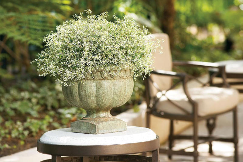13) Plant: Olive Tree, 19) Plant: Impatiens, 25) Idea: Recycled Rain Boot Planters, 27) Idea: Tiny Teapot Planter, 29) Plant: Petunias, 30) Idea: Spiller, Thriller, Filler, 31) Plant: Sweet Alyssum, 33) Plant: Canna Lily, 36) Plant: Calibrachoa, 38) Idea: Cactus and Succulent Garden, 39) Idea: Multiple Pots in the Same Color, 40) Idea: Ladder Container Garden, 42) Idea: Terra Cotta Edible Garden, 45) Plant: Sweet Potato Vine, 47) Idea: Lush Hanging Baskets, 49) Plant: Chili Pepper, 50) Plant: Euphorbia, 51) Idea: Bicycle Planter, 52) Plant: Angelonia, 53) Idea: Stacked Boxes, 54) Plant: Coleus, 55) Plant: Nemesia
