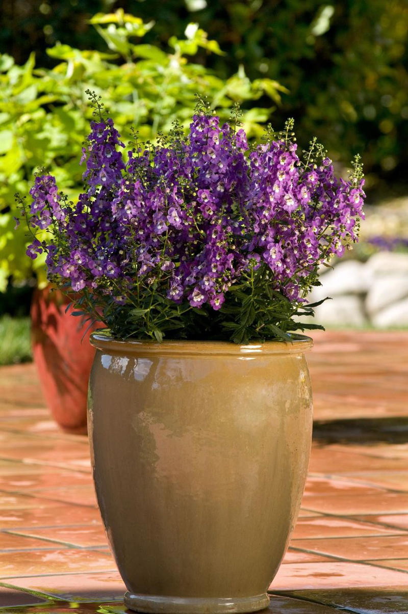 13) Plant: Olive Tree, 19) Plant: Impatiens, 25) Idea: Recycled Rain Boot Planters, 27) Idea: Tiny Teapot Planter, 29) Plant: Petunias, 30) Idea: Spiller, Thriller, Filler, 31) Plant: Sweet Alyssum, 33) Plant: Canna Lily, 36) Plant: Calibrachoa, 38) Idea: Cactus and Succulent Garden, 39) Idea: Multiple Pots in the Same Color, 40) Idea: Ladder Container Garden, 42) Idea: Terra Cotta Edible Garden, 45) Plant: Sweet Potato Vine, 47) Idea: Lush Hanging Baskets, 49) Plant: Chili Pepper, 50) Plant: Euphorbia, 51) Idea: Bicycle Planter, 52) Plant: Angelonia, 53) Idea: Stacked Boxes, 54) Plant: Coleus, 55) Plant: Nemesia