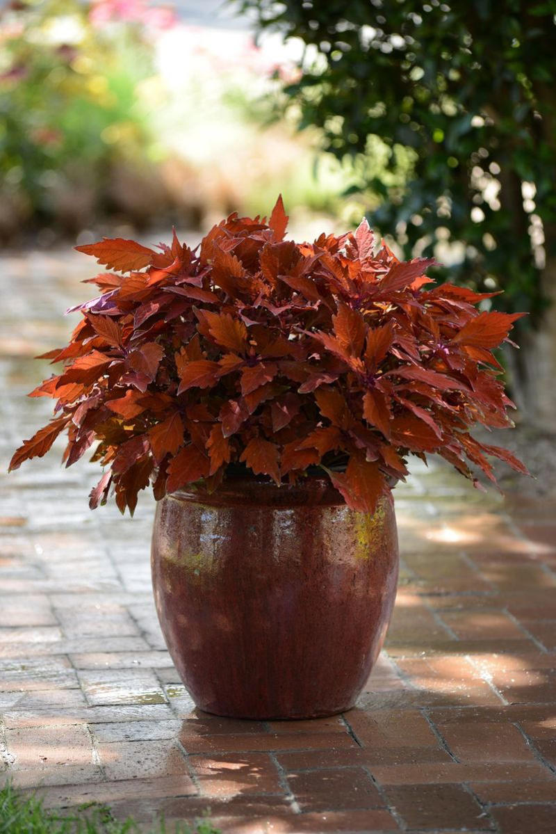13) Plant: Olive Tree, 19) Plant: Impatiens, 25) Idea: Recycled Rain Boot Planters, 27) Idea: Tiny Teapot Planter, 29) Plant: Petunias, 30) Idea: Spiller, Thriller, Filler, 31) Plant: Sweet Alyssum, 33) Plant: Canna Lily, 36) Plant: Calibrachoa, 38) Idea: Cactus and Succulent Garden, 39) Idea: Multiple Pots in the Same Color, 40) Idea: Ladder Container Garden, 42) Idea: Terra Cotta Edible Garden, 45) Plant: Sweet Potato Vine, 47) Idea: Lush Hanging Baskets, 49) Plant: Chili Pepper, 50) Plant: Euphorbia, 51) Idea: Bicycle Planter, 52) Plant: Angelonia, 53) Idea: Stacked Boxes, 54) Plant: Coleus, 55) Plant: Nemesia
