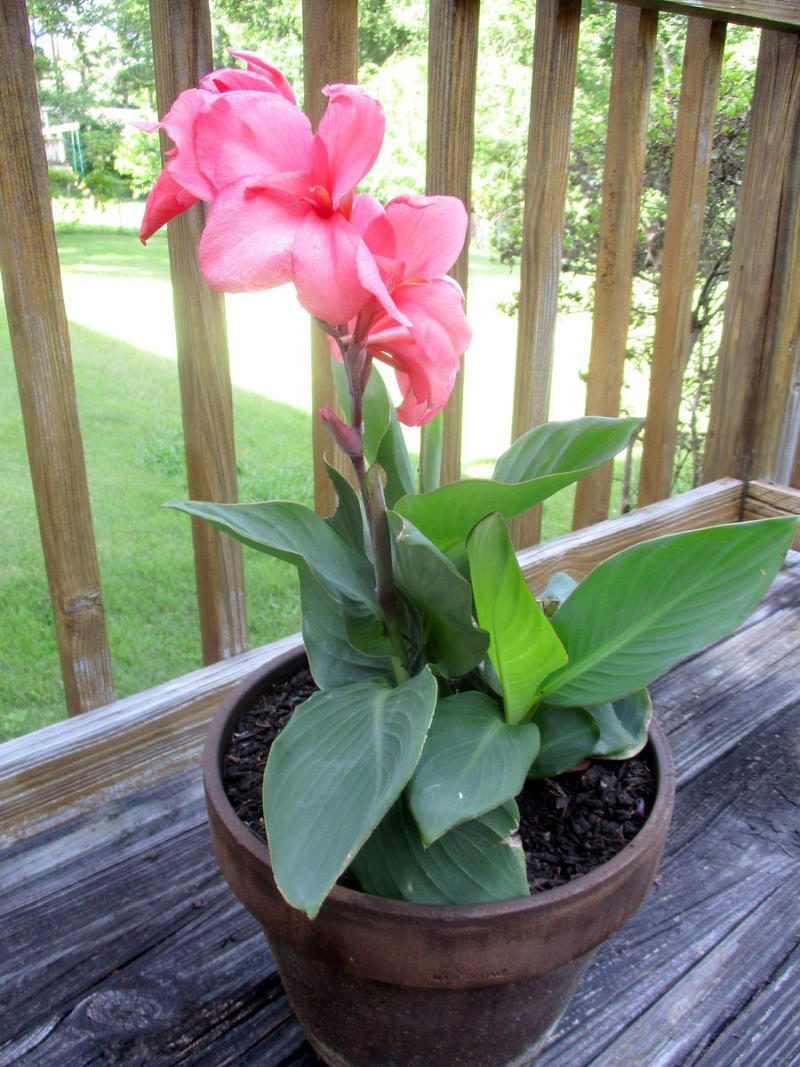 13) Plant: Olive Tree, 19) Plant: Impatiens, 25) Idea: Recycled Rain Boot Planters, 27) Idea: Tiny Teapot Planter, 29) Plant: Petunias, 30) Idea: Spiller, Thriller, Filler, 31) Plant: Sweet Alyssum, 33) Plant: Canna Lily, 36) Plant: Calibrachoa, 38) Idea: Cactus and Succulent Garden, 39) Idea: Multiple Pots in the Same Color, 40) Idea: Ladder Container Garden, 42) Idea: Terra Cotta Edible Garden, 45) Plant: Sweet Potato Vine, 47) Idea: Lush Hanging Baskets, 49) Plant: Chili Pepper, 50) Plant: Euphorbia, 51) Idea: Bicycle Planter, 52) Plant: Angelonia, 53) Idea: Stacked Boxes, 54) Plant: Coleus, 55) Plant: Nemesia