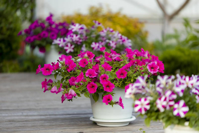 13) Plant: Olive Tree, 19) Plant: Impatiens, 25) Idea: Recycled Rain Boot Planters, 27) Idea: Tiny Teapot Planter, 29) Plant: Petunias, 30) Idea: Spiller, Thriller, Filler, 31) Plant: Sweet Alyssum, 33) Plant: Canna Lily, 36) Plant: Calibrachoa, 38) Idea: Cactus and Succulent Garden, 39) Idea: Multiple Pots in the Same Color, 40) Idea: Ladder Container Garden, 42) Idea: Terra Cotta Edible Garden, 45) Plant: Sweet Potato Vine, 47) Idea: Lush Hanging Baskets, 49) Plant: Chili Pepper, 50) Plant: Euphorbia, 51) Idea: Bicycle Planter, 52) Plant: Angelonia, 53) Idea: Stacked Boxes, 54) Plant: Coleus, 55) Plant: Nemesia