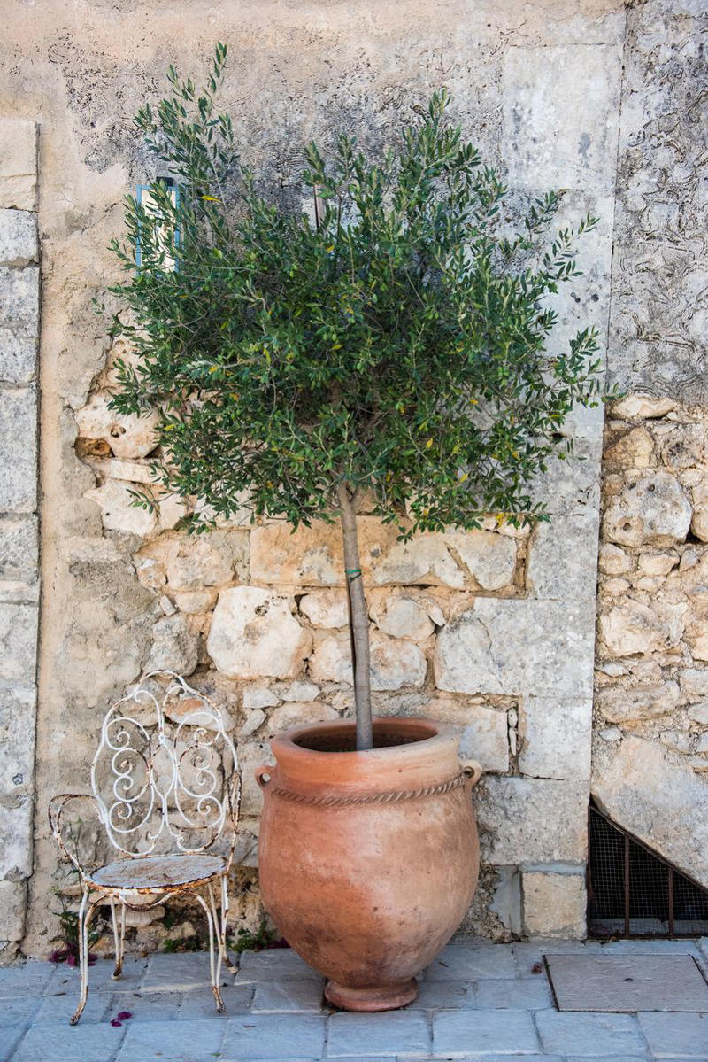 13) Plant: Olive Tree, 19) Plant: Impatiens, 25) Idea: Recycled Rain Boot Planters, 27) Idea: Tiny Teapot Planter, 29) Plant: Petunias, 30) Idea: Spiller, Thriller, Filler, 31) Plant: Sweet Alyssum, 33) Plant: Canna Lily, 36) Plant: Calibrachoa, 38) Idea: Cactus and Succulent Garden, 39) Idea: Multiple Pots in the Same Color, 40) Idea: Ladder Container Garden, 42) Idea: Terra Cotta Edible Garden, 45) Plant: Sweet Potato Vine, 47) Idea: Lush Hanging Baskets, 49) Plant: Chili Pepper, 50) Plant: Euphorbia, 51) Idea: Bicycle Planter, 52) Plant: Angelonia, 53) Idea: Stacked Boxes, 54) Plant: Coleus, 55) Plant: Nemesia