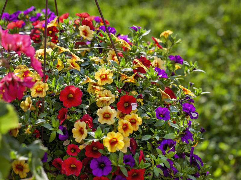 13) Plant: Olive Tree, 19) Plant: Impatiens, 25) Idea: Recycled Rain Boot Planters, 27) Idea: Tiny Teapot Planter, 29) Plant: Petunias, 30) Idea: Spiller, Thriller, Filler, 31) Plant: Sweet Alyssum, 33) Plant: Canna Lily, 36) Plant: Calibrachoa, 38) Idea: Cactus and Succulent Garden, 39) Idea: Multiple Pots in the Same Color, 40) Idea: Ladder Container Garden, 42) Idea: Terra Cotta Edible Garden, 45) Plant: Sweet Potato Vine, 47) Idea: Lush Hanging Baskets, 49) Plant: Chili Pepper, 50) Plant: Euphorbia, 51) Idea: Bicycle Planter, 52) Plant: Angelonia, 53) Idea: Stacked Boxes, 54) Plant: Coleus, 55) Plant: Nemesia