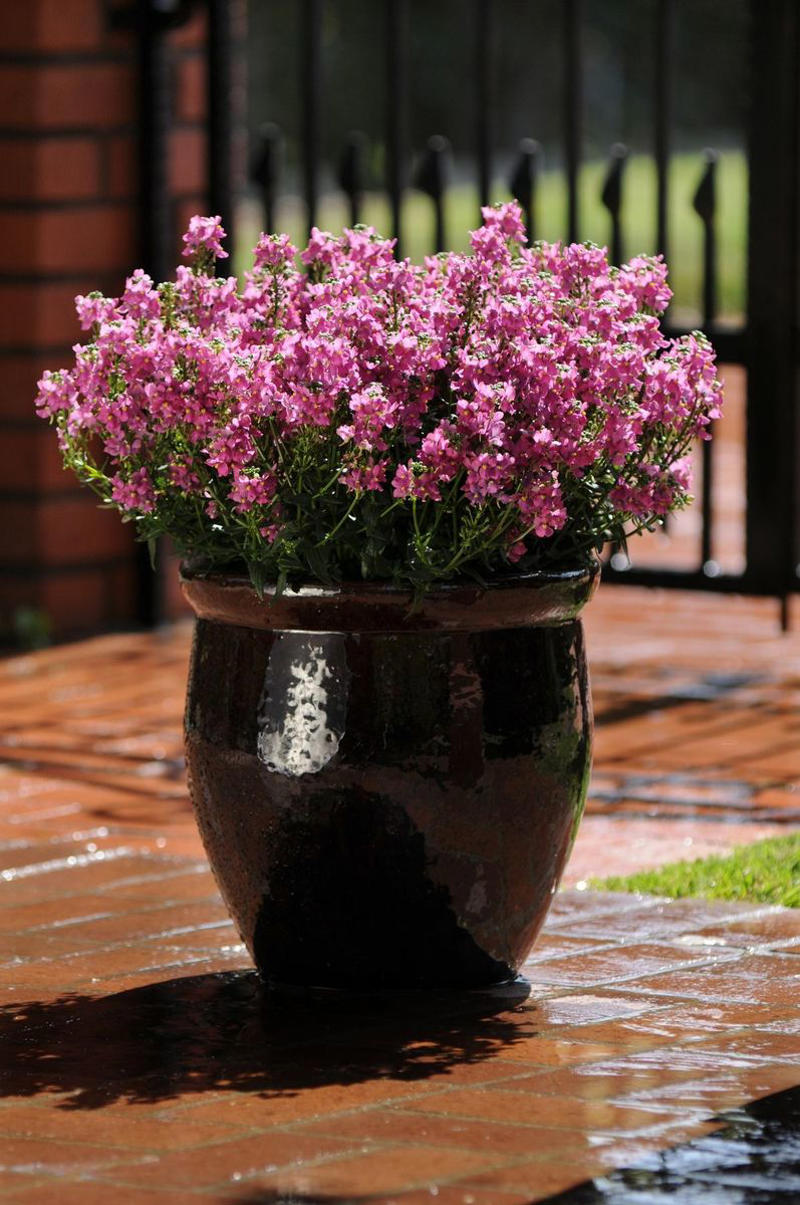 13) Plant: Olive Tree, 19) Plant: Impatiens, 25) Idea: Recycled Rain Boot Planters, 27) Idea: Tiny Teapot Planter, 29) Plant: Petunias, 30) Idea: Spiller, Thriller, Filler, 31) Plant: Sweet Alyssum, 33) Plant: Canna Lily, 36) Plant: Calibrachoa, 38) Idea: Cactus and Succulent Garden, 39) Idea: Multiple Pots in the Same Color, 40) Idea: Ladder Container Garden, 42) Idea: Terra Cotta Edible Garden, 45) Plant: Sweet Potato Vine, 47) Idea: Lush Hanging Baskets, 49) Plant: Chili Pepper, 50) Plant: Euphorbia, 51) Idea: Bicycle Planter, 52) Plant: Angelonia, 53) Idea: Stacked Boxes, 54) Plant: Coleus, 55) Plant: Nemesia