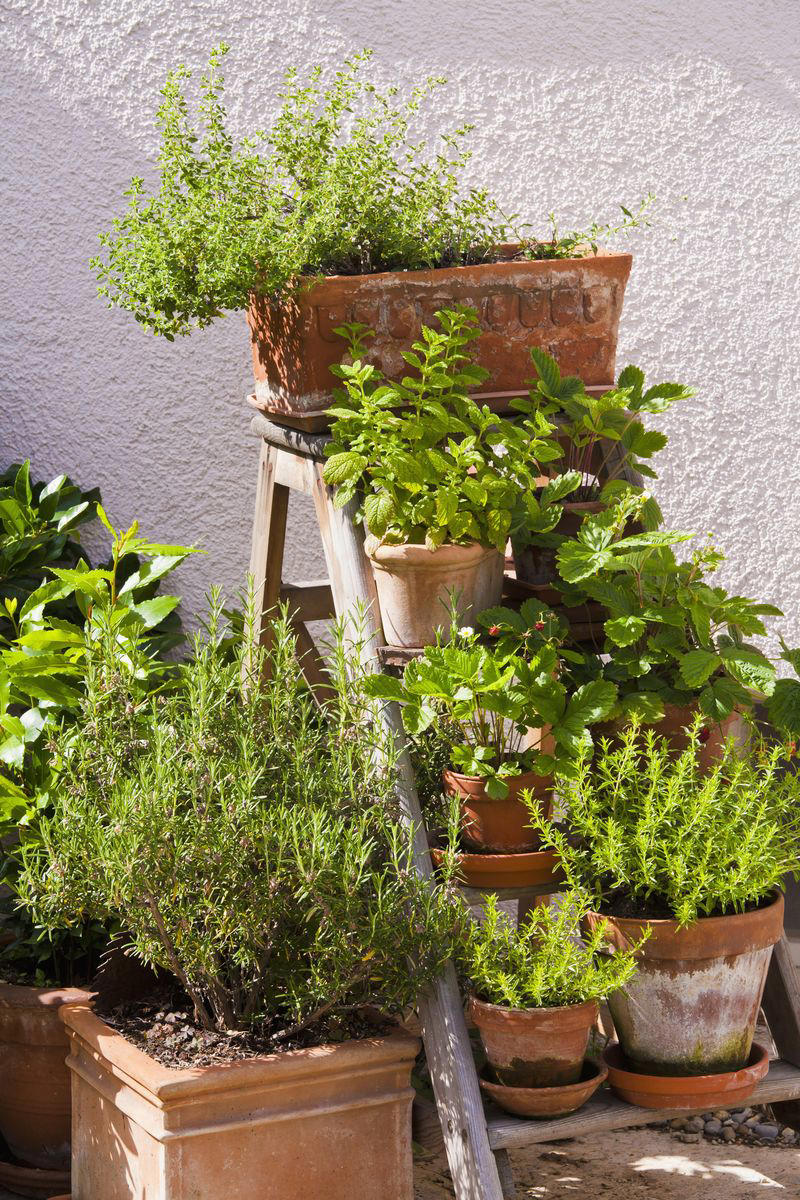 13) Plant: Olive Tree, 19) Plant: Impatiens, 25) Idea: Recycled Rain Boot Planters, 27) Idea: Tiny Teapot Planter, 29) Plant: Petunias, 30) Idea: Spiller, Thriller, Filler, 31) Plant: Sweet Alyssum, 33) Plant: Canna Lily, 36) Plant: Calibrachoa, 38) Idea: Cactus and Succulent Garden, 39) Idea: Multiple Pots in the Same Color, 40) Idea: Ladder Container Garden, 42) Idea: Terra Cotta Edible Garden, 45) Plant: Sweet Potato Vine, 47) Idea: Lush Hanging Baskets, 49) Plant: Chili Pepper, 50) Plant: Euphorbia, 51) Idea: Bicycle Planter, 52) Plant: Angelonia, 53) Idea: Stacked Boxes, 54) Plant: Coleus, 55) Plant: Nemesia
