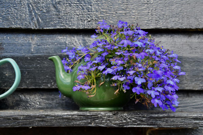 13) Plant: Olive Tree, 19) Plant: Impatiens, 25) Idea: Recycled Rain Boot Planters, 27) Idea: Tiny Teapot Planter, 29) Plant: Petunias, 30) Idea: Spiller, Thriller, Filler, 31) Plant: Sweet Alyssum, 33) Plant: Canna Lily, 36) Plant: Calibrachoa, 38) Idea: Cactus and Succulent Garden, 39) Idea: Multiple Pots in the Same Color, 40) Idea: Ladder Container Garden, 42) Idea: Terra Cotta Edible Garden, 45) Plant: Sweet Potato Vine, 47) Idea: Lush Hanging Baskets, 49) Plant: Chili Pepper, 50) Plant: Euphorbia, 51) Idea: Bicycle Planter, 52) Plant: Angelonia, 53) Idea: Stacked Boxes, 54) Plant: Coleus, 55) Plant: Nemesia