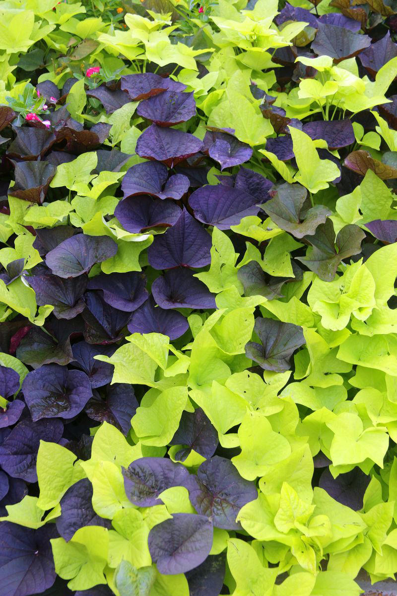 13) Plant: Olive Tree, 19) Plant: Impatiens, 25) Idea: Recycled Rain Boot Planters, 27) Idea: Tiny Teapot Planter, 29) Plant: Petunias, 30) Idea: Spiller, Thriller, Filler, 31) Plant: Sweet Alyssum, 33) Plant: Canna Lily, 36) Plant: Calibrachoa, 38) Idea: Cactus and Succulent Garden, 39) Idea: Multiple Pots in the Same Color, 40) Idea: Ladder Container Garden, 42) Idea: Terra Cotta Edible Garden, 45) Plant: Sweet Potato Vine, 47) Idea: Lush Hanging Baskets, 49) Plant: Chili Pepper, 50) Plant: Euphorbia, 51) Idea: Bicycle Planter, 52) Plant: Angelonia, 53) Idea: Stacked Boxes, 54) Plant: Coleus, 55) Plant: Nemesia