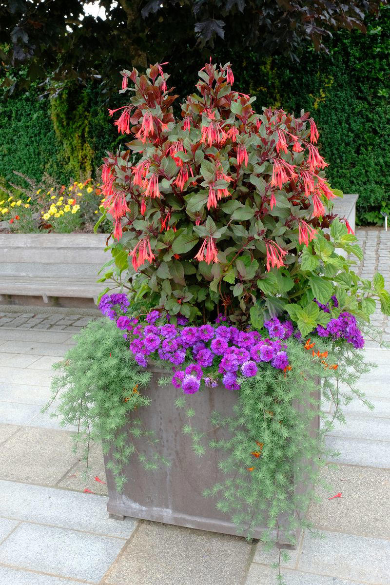 13) Plant: Olive Tree, 19) Plant: Impatiens, 25) Idea: Recycled Rain Boot Planters, 27) Idea: Tiny Teapot Planter, 29) Plant: Petunias, 30) Idea: Spiller, Thriller, Filler, 31) Plant: Sweet Alyssum, 33) Plant: Canna Lily, 36) Plant: Calibrachoa, 38) Idea: Cactus and Succulent Garden, 39) Idea: Multiple Pots in the Same Color, 40) Idea: Ladder Container Garden, 42) Idea: Terra Cotta Edible Garden, 45) Plant: Sweet Potato Vine, 47) Idea: Lush Hanging Baskets, 49) Plant: Chili Pepper, 50) Plant: Euphorbia, 51) Idea: Bicycle Planter, 52) Plant: Angelonia, 53) Idea: Stacked Boxes, 54) Plant: Coleus, 55) Plant: Nemesia
