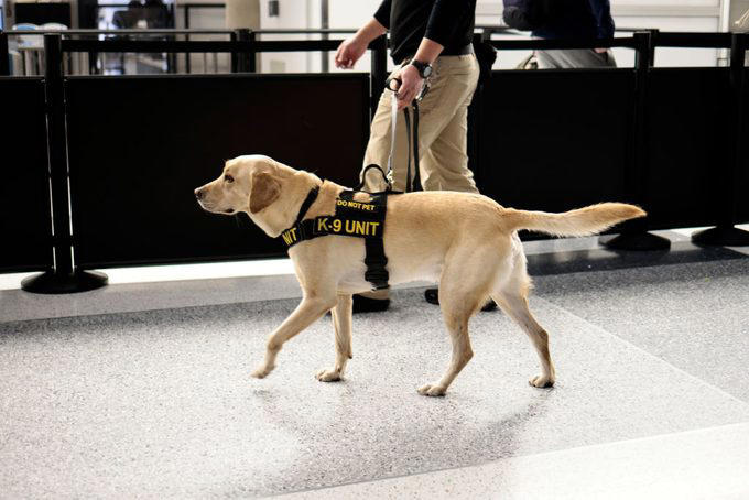Everyone wants the security line to move faster, including TSA agents, Trying to pet the TSA K9 dog, Handing agents your boarding pass without your ID, Holding up your ID, Crowding the security checkpoint, Asking a TSA agent to check you in for your flight, Talking on your phone the whole time, Bringing the wrong ID, Yelling at them, Telling a bomb joke, Not listening to their directions, Walking your dog on a leash, Letting your kids run wild, Overdressing