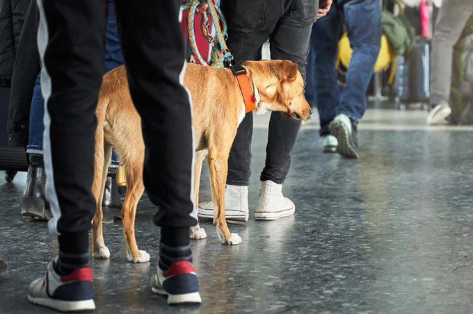 Everyone wants the security line to move faster, including TSA agents, Trying to pet the TSA K9 dog, Handing agents your boarding pass without your ID, Holding up your ID, Crowding the security checkpoint, Asking a TSA agent to check you in for your flight, Talking on your phone the whole time, Bringing the wrong ID, Yelling at them, Telling a bomb joke, Not listening to their directions, Walking your dog on a leash, Letting your kids run wild, Overdressing