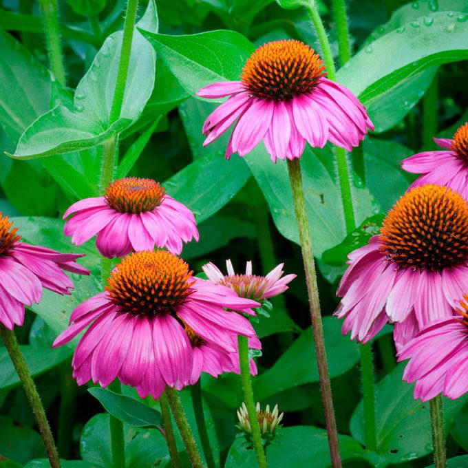When To Cut Back Perennials, Cut Back: Iris, Cut Back: Bee Balm, Cut Back: Peonies, Cut Back: Daylilies, Cut Back: Lilies, Cut Back: Phlox, Cut Back: Blazing Star, Cut Back: Hostas, Cut Back: Hollyhocks, Cut Back: Chrysanthemum, Let Be: Sedum, Let Be: Ornamental Grasses, Let Be: Russian Sage, Let Be: Coneflowers, Let Be: Hibiscus