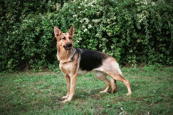 1. Border collie, 2. Poodle, 3. German shepherd, 4. Golden retriever, 5. Doberman pinscher, 6. Shetland sheepdog, 7. Labrador retriever, 8. Papillon, 9. Rottweiler, 10. Australian cattle dog, 11. Pembroke Welsh corgi, 12. Miniature schnauzer, 13. English springer spaniel, 14. Belgian Tervuren, 15. Schipperke, 16. Collie, 16. Keeshond, 17. German shorthaired pointer