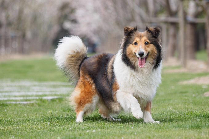 1. Border collie, 2. Poodle, 3. German shepherd, 4. Golden retriever, 5. Doberman pinscher, 6. Shetland sheepdog, 7. Labrador retriever, 8. Papillon, 9. Rottweiler, 10. Australian cattle dog, 11. Pembroke Welsh corgi, 12. Miniature schnauzer, 13. English springer spaniel, 14. Belgian Tervuren, 15. Schipperke, 16. Collie, 16. Keeshond, 17. German shorthaired pointer