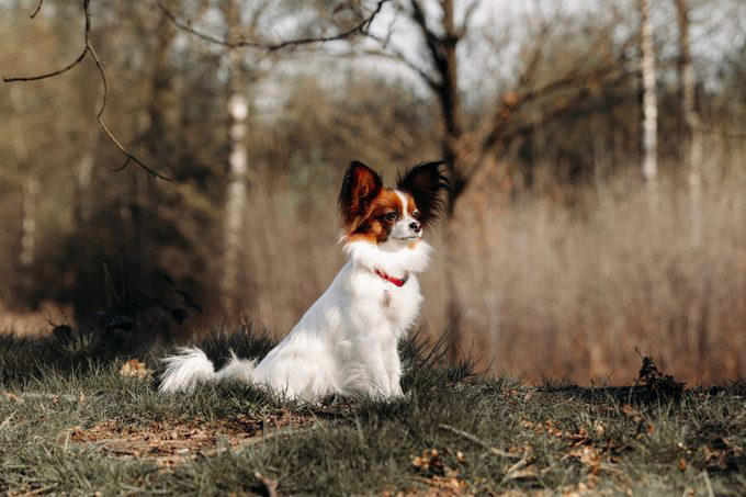 1. Border collie, 2. Poodle, 3. German shepherd, 4. Golden retriever, 5. Doberman pinscher, 6. Shetland sheepdog, 7. Labrador retriever, 8. Papillon, 9. Rottweiler, 10. Australian cattle dog, 11. Pembroke Welsh corgi, 12. Miniature schnauzer, 13. English springer spaniel, 14. Belgian Tervuren, 15. Schipperke, 16. Collie, 16. Keeshond, 17. German shorthaired pointer