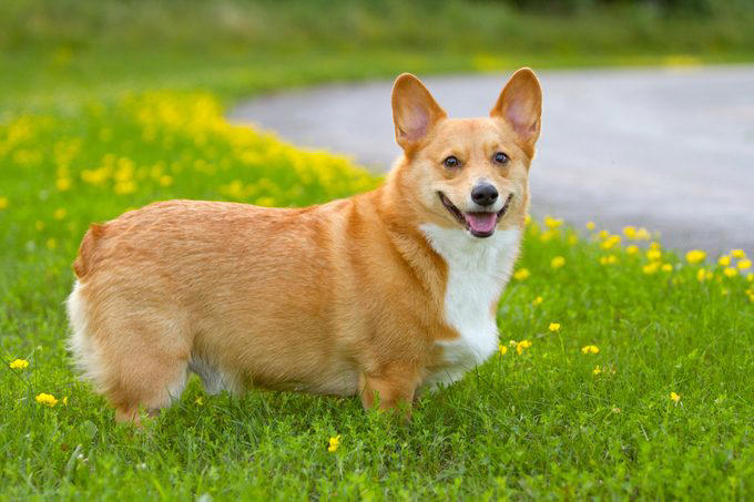 1. Border collie, 2. Poodle, 3. German shepherd, 4. Golden retriever, 5. Doberman pinscher, 6. Shetland sheepdog, 7. Labrador retriever, 8. Papillon, 9. Rottweiler, 10. Australian cattle dog, 11. Pembroke Welsh corgi, 12. Miniature schnauzer, 13. English springer spaniel, 14. Belgian Tervuren, 15. Schipperke, 16. Collie, 16. Keeshond, 17. German shorthaired pointer