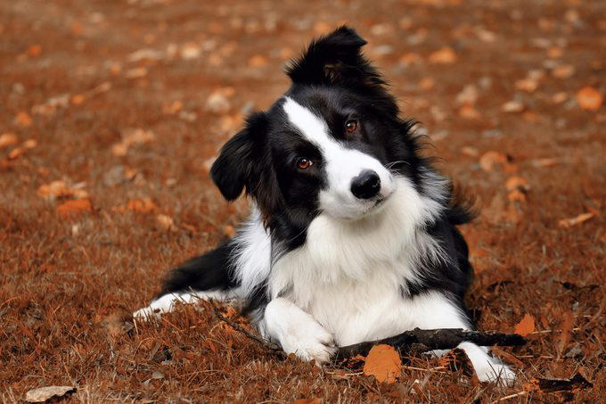 1. Border collie, 2. Poodle, 3. German shepherd, 4. Golden retriever, 5. Doberman pinscher, 6. Shetland sheepdog, 7. Labrador retriever, 8. Papillon, 9. Rottweiler, 10. Australian cattle dog, 11. Pembroke Welsh corgi, 12. Miniature schnauzer, 13. English springer spaniel, 14. Belgian Tervuren, 15. Schipperke, 16. Collie, 16. Keeshond, 17. German shorthaired pointer