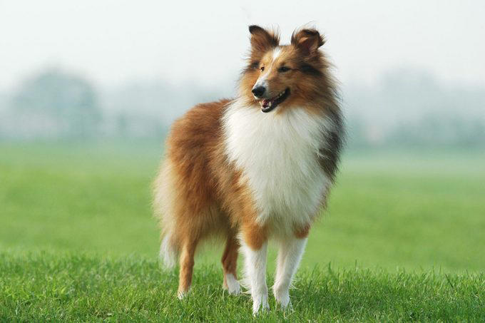 1. Border collie, 2. Poodle, 3. German shepherd, 4. Golden retriever, 5. Doberman pinscher, 6. Shetland sheepdog, 7. Labrador retriever, 8. Papillon, 9. Rottweiler, 10. Australian cattle dog, 11. Pembroke Welsh corgi, 12. Miniature schnauzer, 13. English springer spaniel, 14. Belgian Tervuren, 15. Schipperke, 16. Collie, 16. Keeshond, 17. German shorthaired pointer
