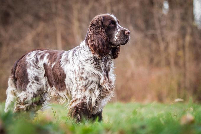 1. Border collie, 2. Poodle, 3. German shepherd, 4. Golden retriever, 5. Doberman pinscher, 6. Shetland sheepdog, 7. Labrador retriever, 8. Papillon, 9. Rottweiler, 10. Australian cattle dog, 11. Pembroke Welsh corgi, 12. Miniature schnauzer, 13. English springer spaniel, 14. Belgian Tervuren, 15. Schipperke, 16. Collie, 16. Keeshond, 17. German shorthaired pointer