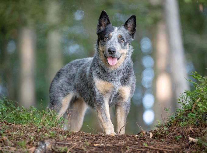 1. Border collie, 2. Poodle, 3. German shepherd, 4. Golden retriever, 5. Doberman pinscher, 6. Shetland sheepdog, 7. Labrador retriever, 8. Papillon, 9. Rottweiler, 10. Australian cattle dog, 11. Pembroke Welsh corgi, 12. Miniature schnauzer, 13. English springer spaniel, 14. Belgian Tervuren, 15. Schipperke, 16. Collie, 16. Keeshond, 17. German shorthaired pointer