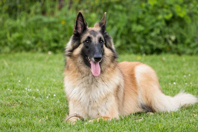 1. Border collie, 2. Poodle, 3. German shepherd, 4. Golden retriever, 5. Doberman pinscher, 6. Shetland sheepdog, 7. Labrador retriever, 8. Papillon, 9. Rottweiler, 10. Australian cattle dog, 11. Pembroke Welsh corgi, 12. Miniature schnauzer, 13. English springer spaniel, 14. Belgian Tervuren, 15. Schipperke, 16. Collie, 16. Keeshond, 17. German shorthaired pointer