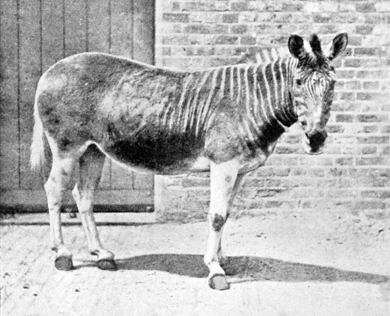 Smooth Handfish, Bramble Cay Melomys, Yangtze River Dolphin, The Northern White Rhinoceros, The Spix Macaw, The Thylacine, The Passenger Pigeon, The Quagga, The Pyrenean Ibex, The Golden Toad, Zanzibar Leopard, Po'ouli, Madeiran Large White, Carolina Parakeet, West African Black Rhino, Tecopa Pupfish, Falkland Islands Wolf, Javan Tiger, Round Island Burrowing Boa, Pinta Island Tortoise, Dutch Alcon Blue Butterfly, Schomburgk’s Deer, The Dodo