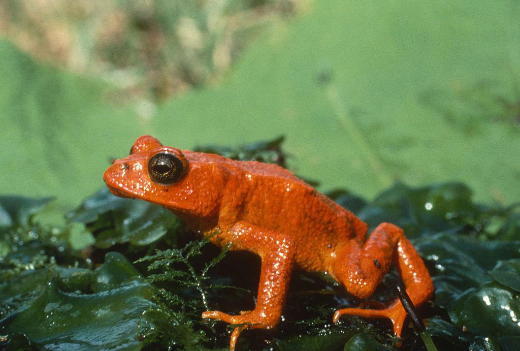 Smooth Handfish, Bramble Cay Melomys, Yangtze River Dolphin, The Northern White Rhinoceros, The Spix Macaw, The Thylacine, The Passenger Pigeon, The Quagga, The Pyrenean Ibex, The Golden Toad, Zanzibar Leopard, Po'ouli, Madeiran Large White, Carolina Parakeet, West African Black Rhino, Tecopa Pupfish, Falkland Islands Wolf, Javan Tiger, Round Island Burrowing Boa, Pinta Island Tortoise, Dutch Alcon Blue Butterfly, Schomburgk’s Deer, The Dodo