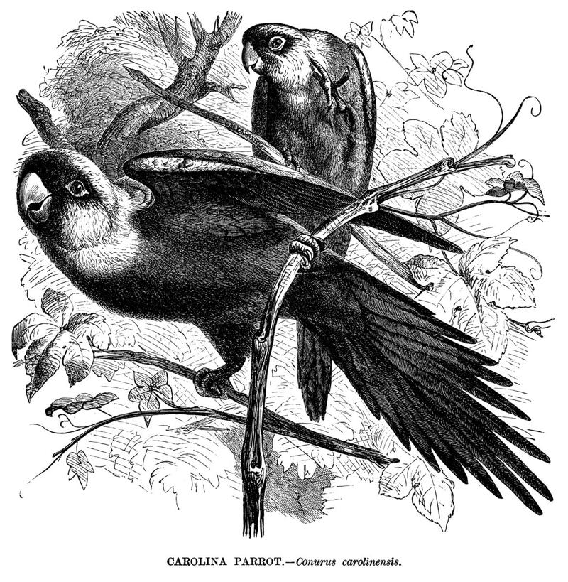 Smooth Handfish, Bramble Cay Melomys, Yangtze River Dolphin, The Northern White Rhinoceros, The Spix Macaw, The Thylacine, The Passenger Pigeon, The Quagga, The Pyrenean Ibex, The Golden Toad, Zanzibar Leopard, Po'ouli, Madeiran Large White, Carolina Parakeet, West African Black Rhino, Tecopa Pupfish, Falkland Islands Wolf, Javan Tiger, Round Island Burrowing Boa, Pinta Island Tortoise, Dutch Alcon Blue Butterfly, Schomburgk’s Deer, The Dodo