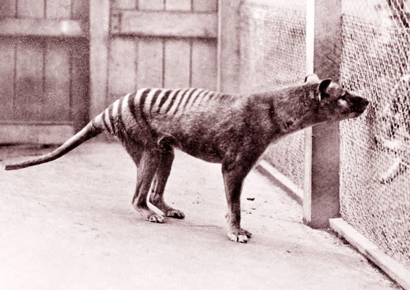 Smooth Handfish, Bramble Cay Melomys, Yangtze River Dolphin, The Northern White Rhinoceros, The Spix Macaw, The Thylacine, The Passenger Pigeon, The Quagga, The Pyrenean Ibex, The Golden Toad, Zanzibar Leopard, Po'ouli, Madeiran Large White, Carolina Parakeet, West African Black Rhino, Tecopa Pupfish, Falkland Islands Wolf, Javan Tiger, Round Island Burrowing Boa, Pinta Island Tortoise, Dutch Alcon Blue Butterfly, Schomburgk’s Deer, The Dodo