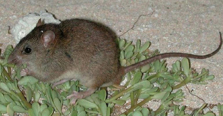 Smooth Handfish, Bramble Cay Melomys, Yangtze River Dolphin, The Northern White Rhinoceros, The Spix Macaw, The Thylacine, The Passenger Pigeon, The Quagga, The Pyrenean Ibex, The Golden Toad, Zanzibar Leopard, Po'ouli, Madeiran Large White, Carolina Parakeet, West African Black Rhino, Tecopa Pupfish, Falkland Islands Wolf, Javan Tiger, Round Island Burrowing Boa, Pinta Island Tortoise, Dutch Alcon Blue Butterfly, Schomburgk’s Deer, The Dodo