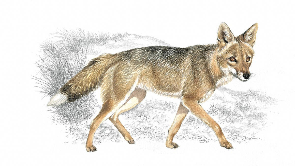 Smooth Handfish, Bramble Cay Melomys, Yangtze River Dolphin, The Northern White Rhinoceros, The Spix Macaw, The Thylacine, The Passenger Pigeon, The Quagga, The Pyrenean Ibex, The Golden Toad, Zanzibar Leopard, Po'ouli, Madeiran Large White, Carolina Parakeet, West African Black Rhino, Tecopa Pupfish, Falkland Islands Wolf, Javan Tiger, Round Island Burrowing Boa, Pinta Island Tortoise, Dutch Alcon Blue Butterfly, Schomburgk’s Deer, The Dodo