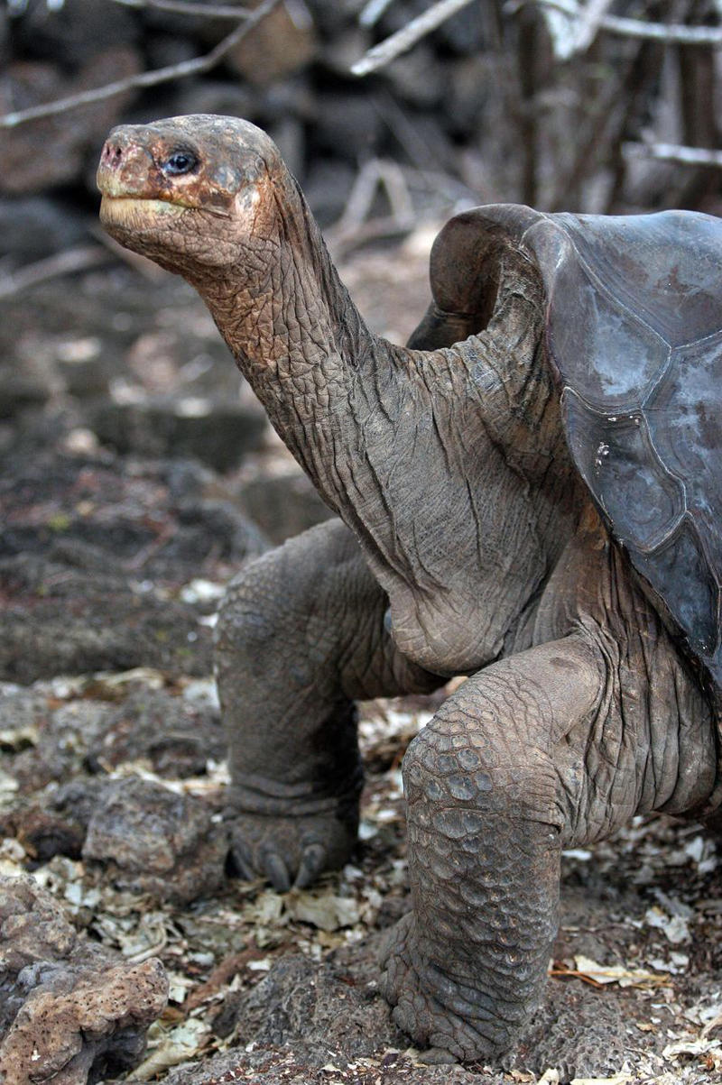 Smooth Handfish, Bramble Cay Melomys, Yangtze River Dolphin, The Northern White Rhinoceros, The Spix Macaw, The Thylacine, The Passenger Pigeon, The Quagga, The Pyrenean Ibex, The Golden Toad, Zanzibar Leopard, Po'ouli, Madeiran Large White, Carolina Parakeet, West African Black Rhino, Tecopa Pupfish, Falkland Islands Wolf, Javan Tiger, Round Island Burrowing Boa, Pinta Island Tortoise, Dutch Alcon Blue Butterfly, Schomburgk’s Deer, The Dodo