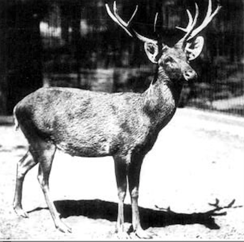 Smooth Handfish, Bramble Cay Melomys, Yangtze River Dolphin, The Northern White Rhinoceros, The Spix Macaw, The Thylacine, The Passenger Pigeon, The Quagga, The Pyrenean Ibex, The Golden Toad, Zanzibar Leopard, Po'ouli, Madeiran Large White, Carolina Parakeet, West African Black Rhino, Tecopa Pupfish, Falkland Islands Wolf, Javan Tiger, Round Island Burrowing Boa, Pinta Island Tortoise, Dutch Alcon Blue Butterfly, Schomburgk’s Deer, The Dodo