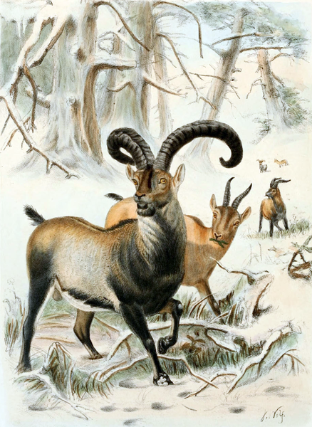 Smooth Handfish, Bramble Cay Melomys, Yangtze River Dolphin, The Northern White Rhinoceros, The Spix Macaw, The Thylacine, The Passenger Pigeon, The Quagga, The Pyrenean Ibex, The Golden Toad, Zanzibar Leopard, Po'ouli, Madeiran Large White, Carolina Parakeet, West African Black Rhino, Tecopa Pupfish, Falkland Islands Wolf, Javan Tiger, Round Island Burrowing Boa, Pinta Island Tortoise, Dutch Alcon Blue Butterfly, Schomburgk’s Deer, The Dodo