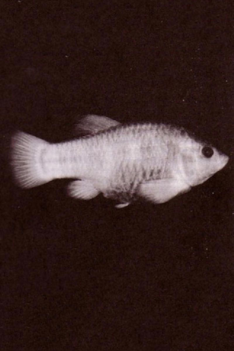 Smooth Handfish, Bramble Cay Melomys, Yangtze River Dolphin, The Northern White Rhinoceros, The Spix Macaw, The Thylacine, The Passenger Pigeon, The Quagga, The Pyrenean Ibex, The Golden Toad, Zanzibar Leopard, Po'ouli, Madeiran Large White, Carolina Parakeet, West African Black Rhino, Tecopa Pupfish, Falkland Islands Wolf, Javan Tiger, Round Island Burrowing Boa, Pinta Island Tortoise, Dutch Alcon Blue Butterfly, Schomburgk’s Deer, The Dodo