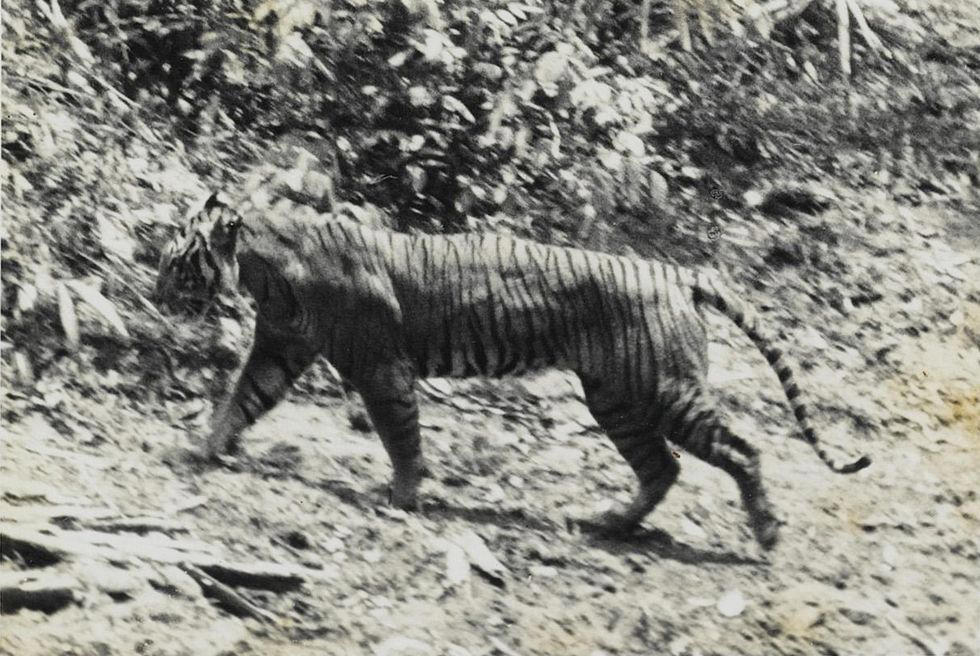 Smooth Handfish, Bramble Cay Melomys, Yangtze River Dolphin, The Northern White Rhinoceros, The Spix Macaw, The Thylacine, The Passenger Pigeon, The Quagga, The Pyrenean Ibex, The Golden Toad, Zanzibar Leopard, Po'ouli, Madeiran Large White, Carolina Parakeet, West African Black Rhino, Tecopa Pupfish, Falkland Islands Wolf, Javan Tiger, Round Island Burrowing Boa, Pinta Island Tortoise, Dutch Alcon Blue Butterfly, Schomburgk’s Deer, The Dodo